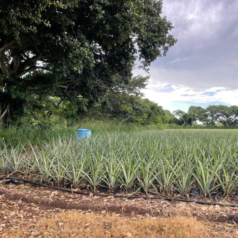 MADERA (900 x 700 px) (2)